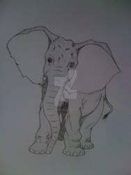 Pencil drawing baby elephant