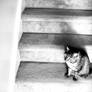 Cat On The Stairs