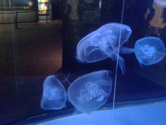 jellies