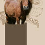 Shetland Pony Profile