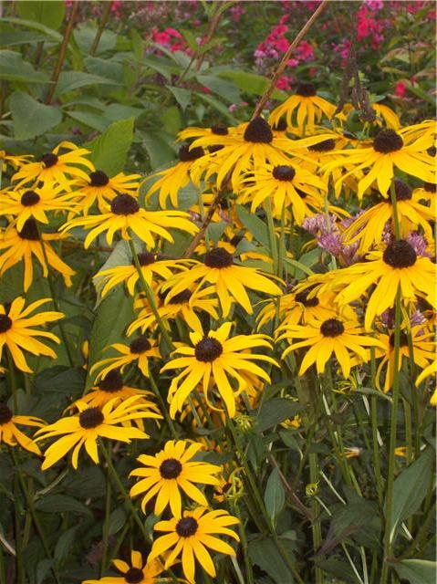 Yellow Flowers