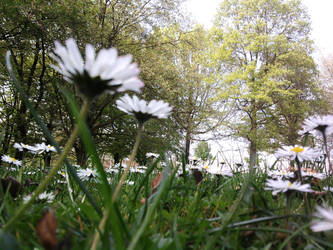 Flower Field