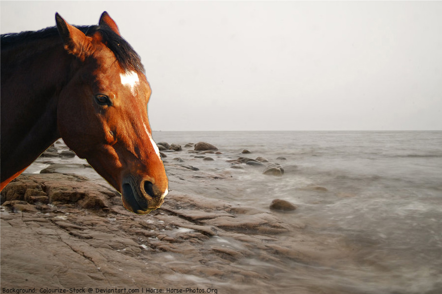 Horse in The Sea