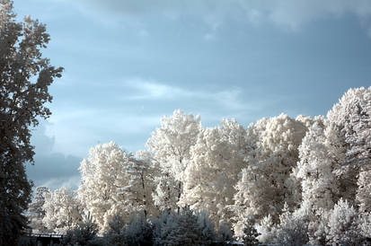 Trees by the sky