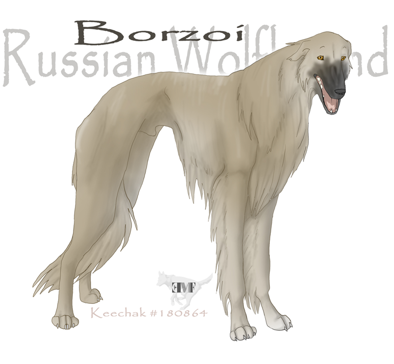 Borzoi