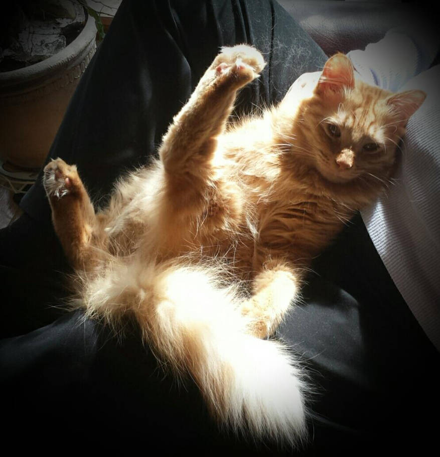 Old pic, rotten cat by phillipp9 on DeviantArt