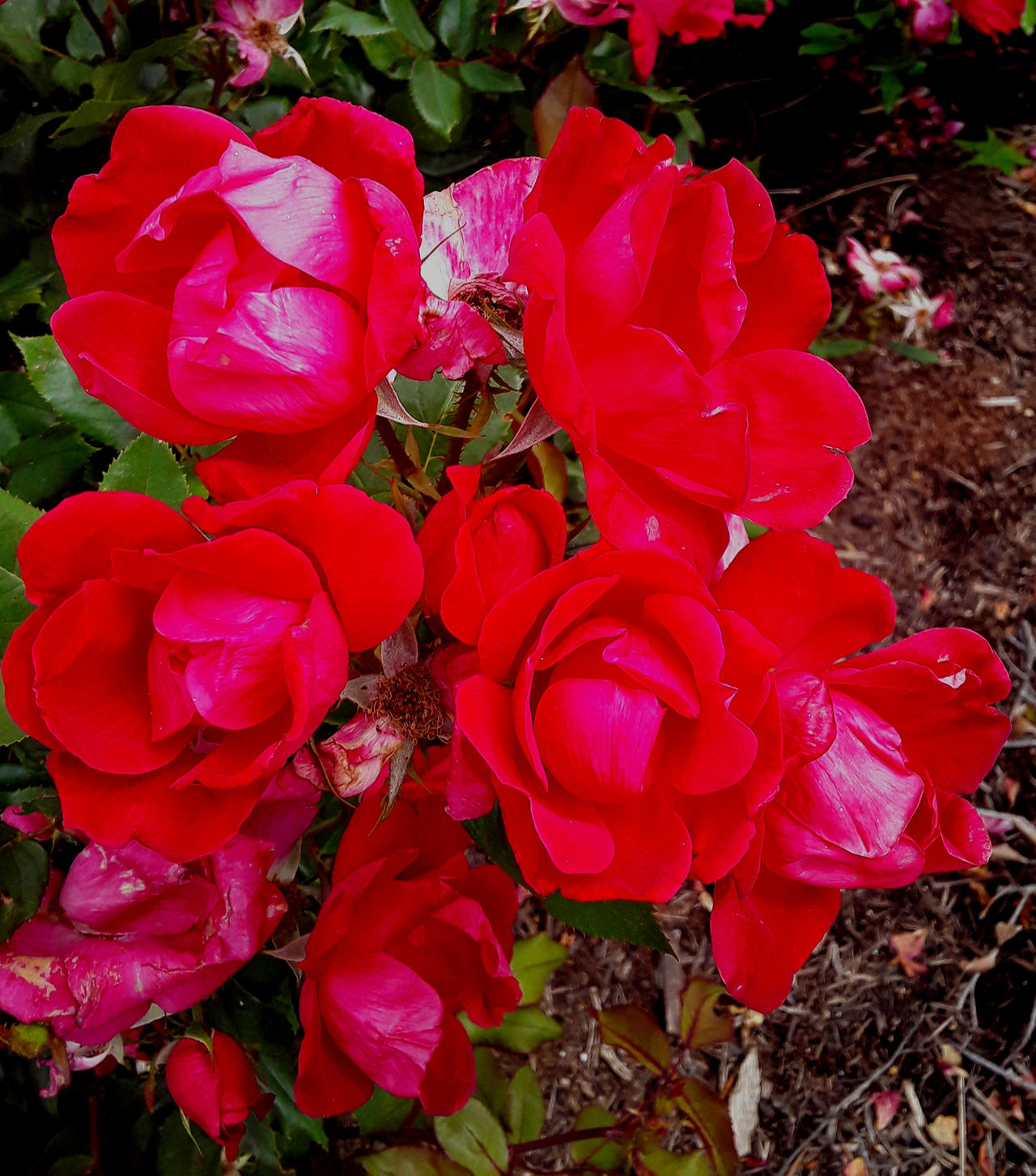 Hey mon rasta roses by phillipp9 on DeviantArt