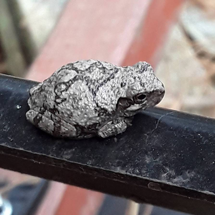 Froggy went a courting by phillipp9 on DeviantArt Froggy went a courting by phillipp9 on DeviantArt