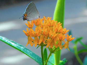 Milkweed plus butterfly