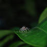 Jumping Spider 3