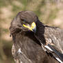 African Hawk Eagle 4