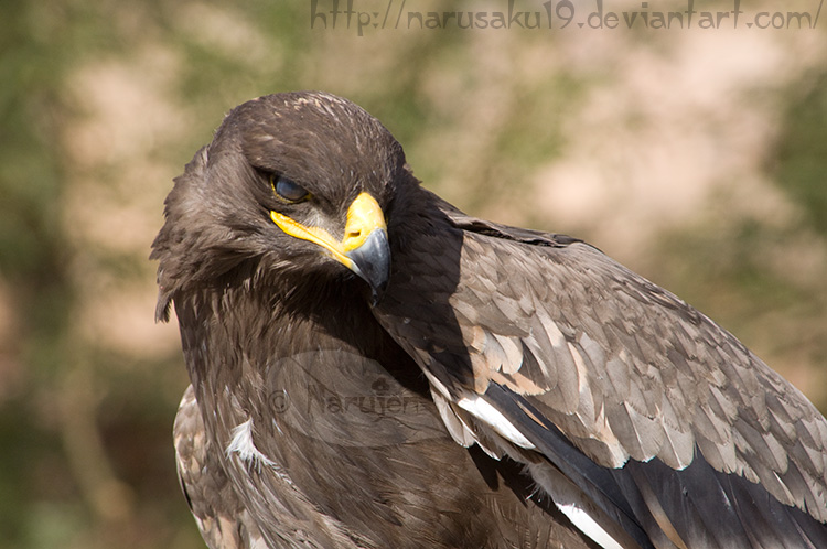 African Hawk Eagle 4