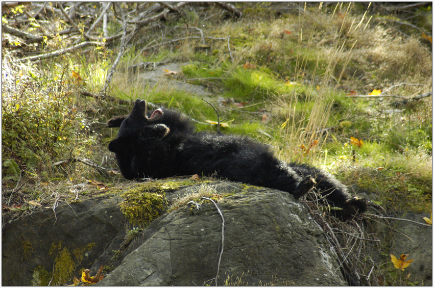 Bear Yawn