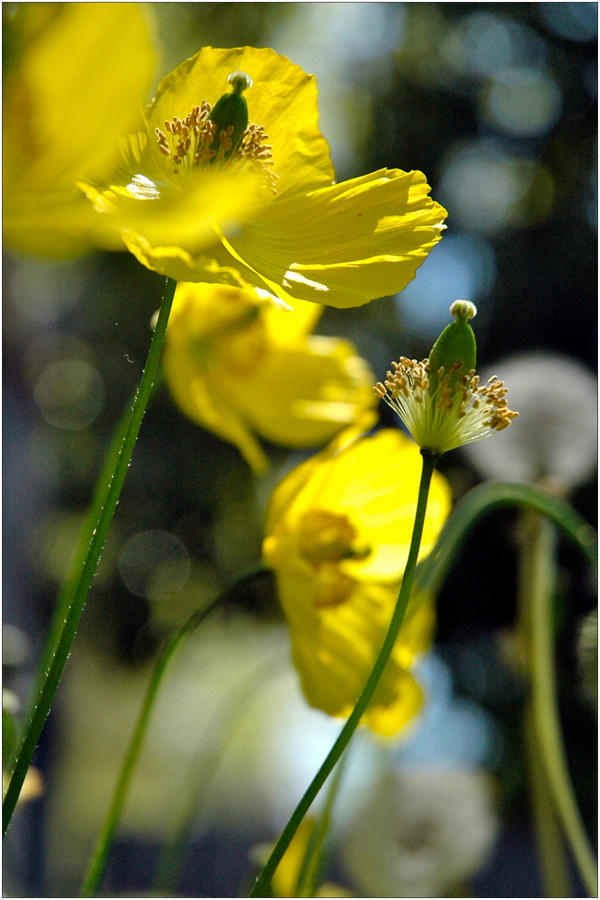 Daffies