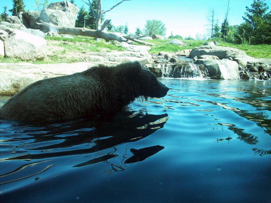 Bear Swim