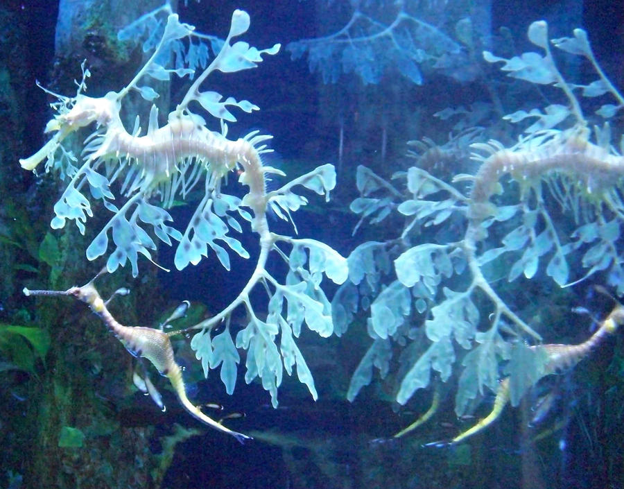 Sea Dragons