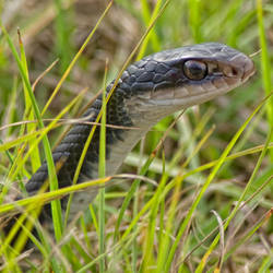 Snake in the Grass