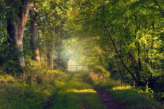 Evening in the woods