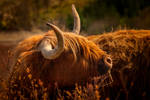 Highland cow by LindaCubali
