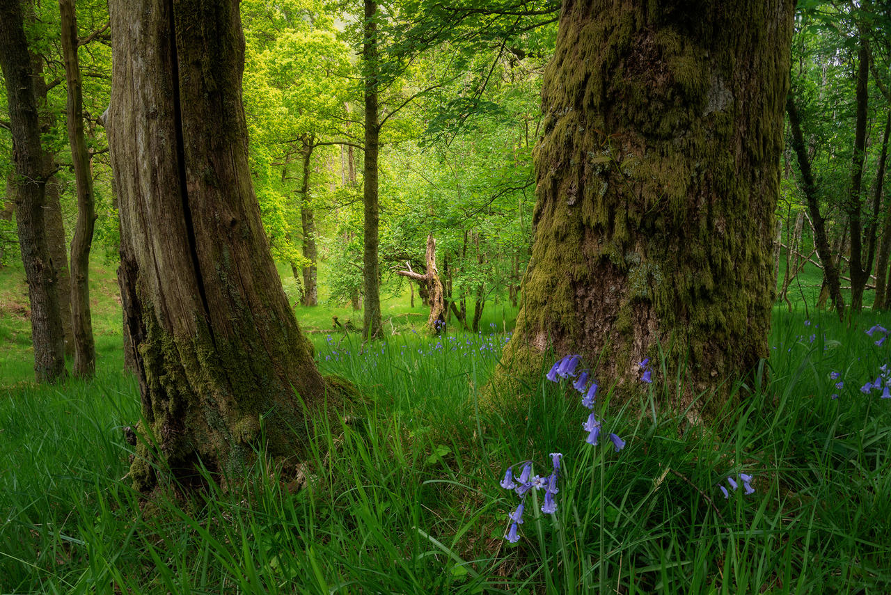 Spring by LindaCubali on DeviantArt