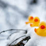 Snow Ducks