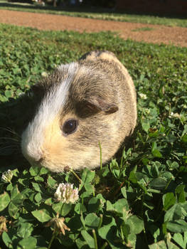 Nom nom... Clovers