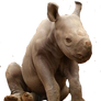 baby rhino transperency