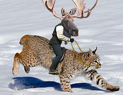 Mini Moose Man Riding Upon His Fluffy Bobcat Steed by 26Livingston on ...