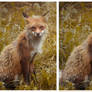 Happy red fox