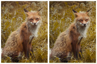 Happy red fox