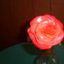 Sugar rose