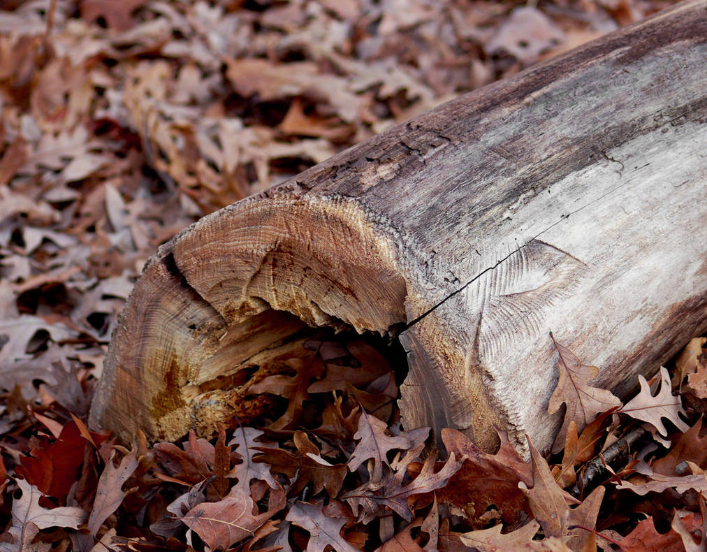 Fallen Log by caveman017 on DeviantArt