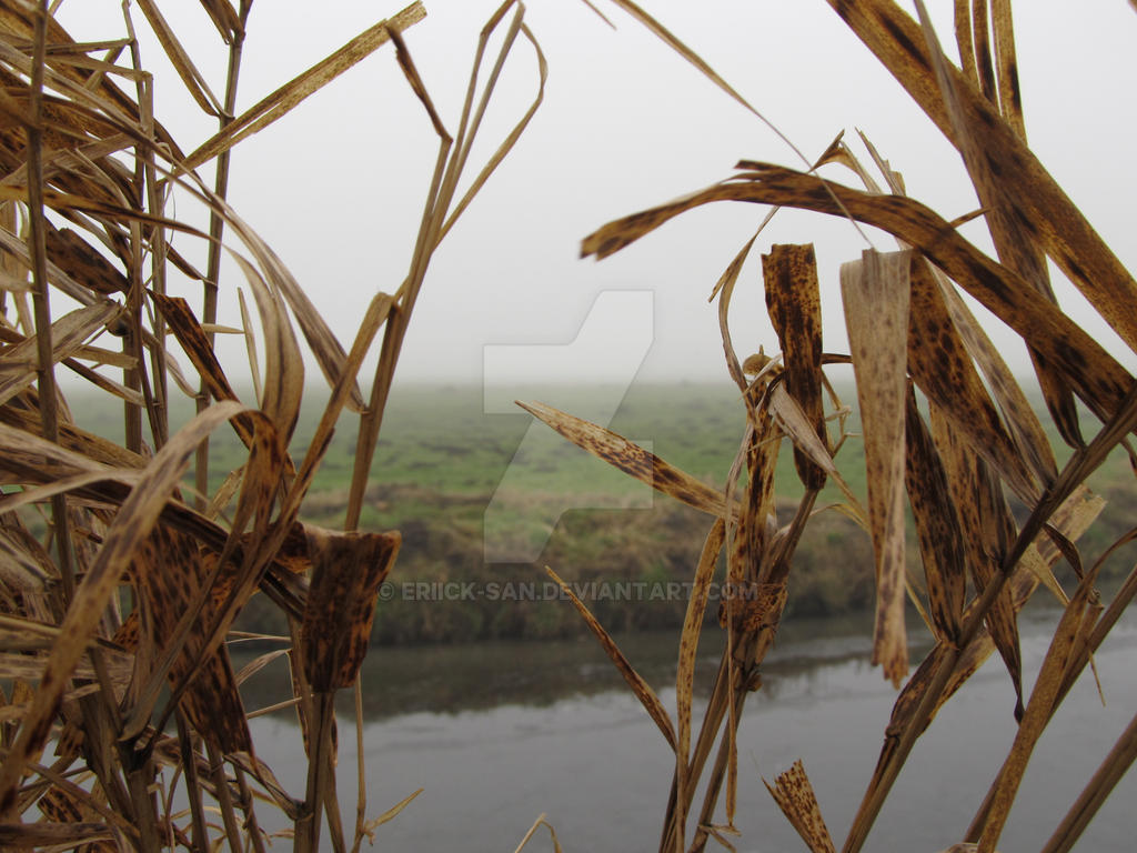 Dead reed by Eriick-san on DeviantArt