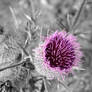 Flower 1