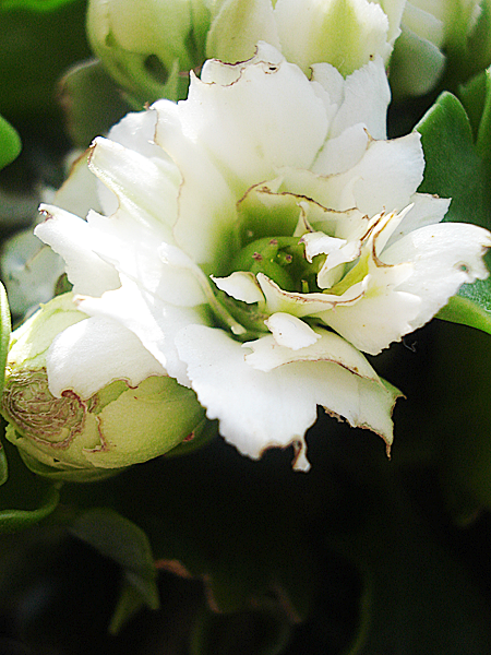 unknown flower