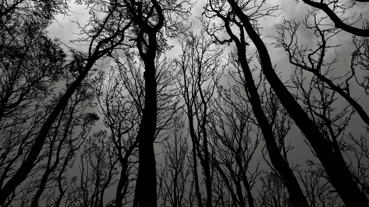 black forest wallpaper by LazurURH