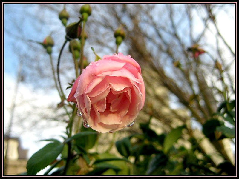 French Quarter Rose by SalemCat on DeviantArt