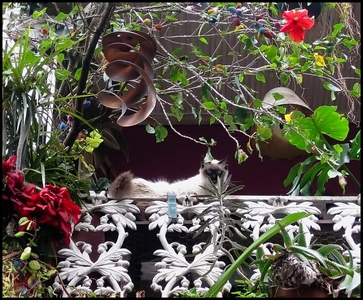 French Quarter Kitty