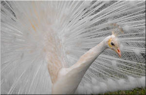 White Peacock