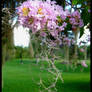 Crape Myrtle