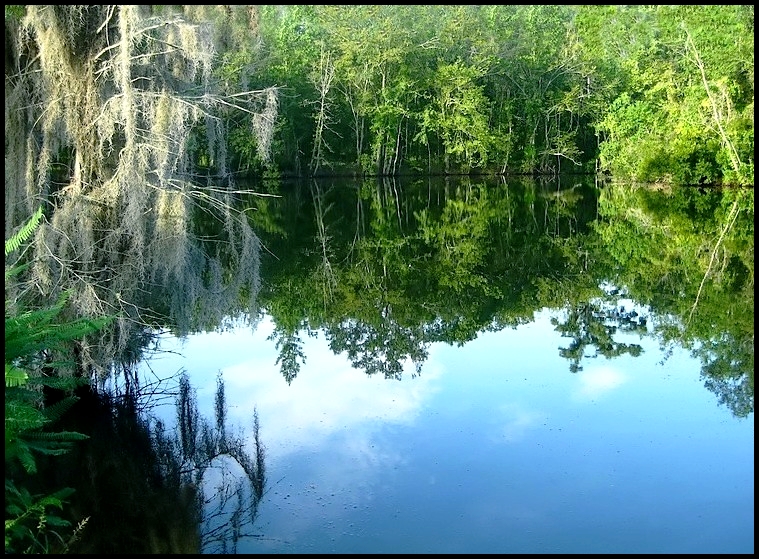 Reflections of Louisiana