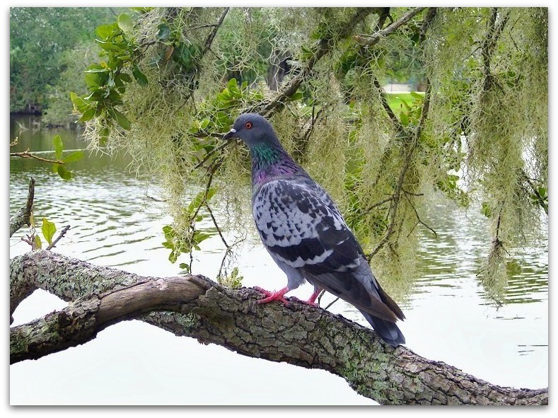 City Park Pigeon 2