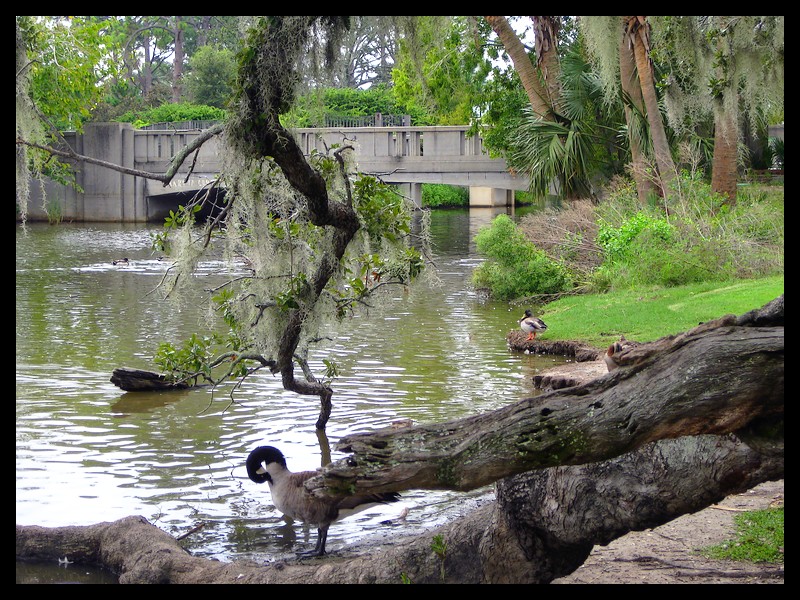 New Orleans City Park