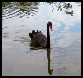 Black Swan Reflections