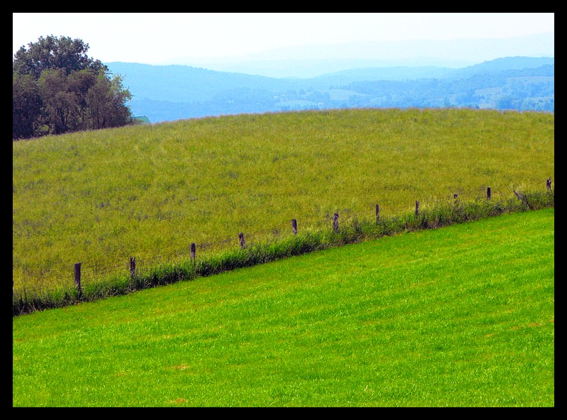 Grassy Field