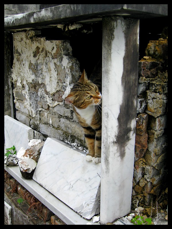 Cemetery Cat