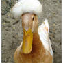 The Crested Duck