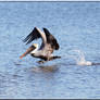 Pelican Landing on Water