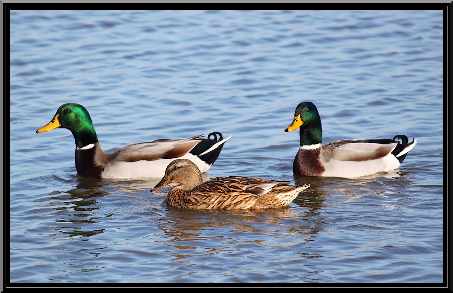 Mallards at Lake End Park