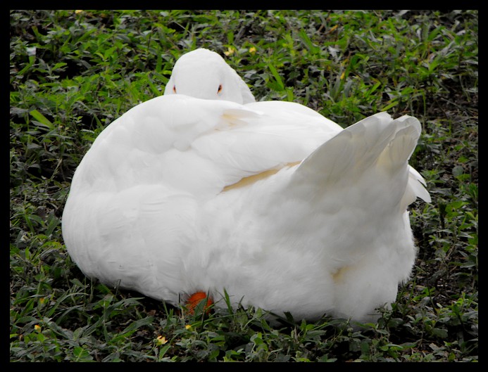 Camera Shy Goose